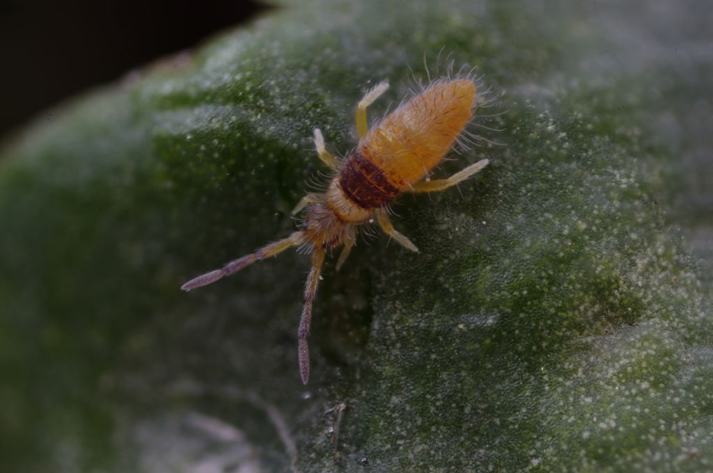 Prove di focus stacking